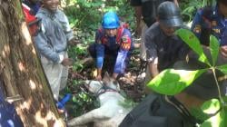 Mau Dipotong Sapi Kurban di Purwakarta Kabur, Ditangkap Petugas Damkar di Hutan
