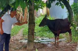 Sambut Hari Raya Kurban, Ome Bagikan Tiga Ekor Sapi dan Ratusan Paket