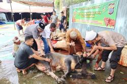 Peringati Hari Raya Idul Adha, Keluarga Besar Polres Padangsidimpuan Sembelih 9 ekor Hewan Qurban