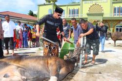 Kapolesta Sorong Kota Serahkan 4 Sapi di Hari Raya Idul Adha 1445 H