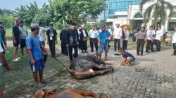 Maknanya Bikin Merinding, Penyembelihan Kurban Dipusatkan di Kantor Pemkot