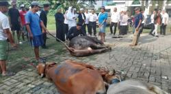 Pemotongan Sapi di Kantor Pemkot Cilegon