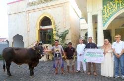 Pegadaian Kanwil Manado Berikan 77 Ekor Sapi dan Kambing Kurban di Momen Hari Raya Iduladha 1445 H