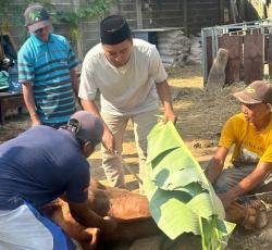 Berkurban Sapi Limusin, Arifin : Kenang Sejarah Keikhlasan Nabi Ibrahim