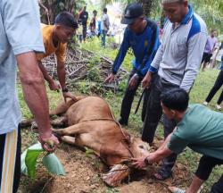 PT Perusahaan dan Industri Sri Timur Berkurban di Masjid Nurul Hasanah Desa Sei Tualang