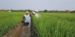 Bupati Karawang Gratiskan Pungutan Pajak Sawah Dibawah 3 Hektar