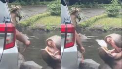 Viral! Oknum Pengunjung Taman Safari Beri Makan Sampah Plastik ke Kuda Nil