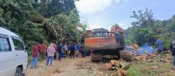 Pohon Raksasa Tumbang di Jalinsum Panyabungan-Natal Akibat Angin Kencang, Picu Kemacetan Panjang