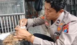 Budidaya Kucing Bengal, Anggota Polres Pasuruan Ini Raup Cuan Jutaan