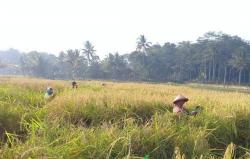 Penyerapan Beras Bulog Cianjur Capai 91 Persen