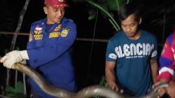 Masuk Rumah Warga, 2 Ekor Ular Dievakuasi Petugas Damkar Ciamis