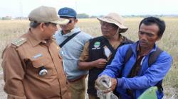 Basmi Hama Tikus, Petani di Sukatani Bekasi Gunakan Burung Hantu