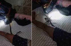 Viral, Evakuasi Ular Kobra dari Celana Dalam Pria yang Sedang Tidur