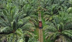 Petani Semringah, Harga TBS Sawit Kaltim Sentuh Rp2.673 per Kilogram