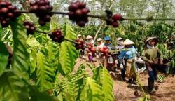 Petani Kopi di Temanggung Diminta Jaga Kualitas dengan Petik Merah di Tengah Kenaikan Produksi