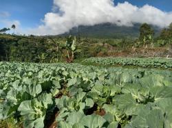 Selain Bawang Daun, Lebih Dari Satu Bulan Harga Sayuran di Petani Anjlok