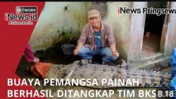 Video Buaya Pemangsa  Painah Berhasil Ditangkap Tim BKSDAE