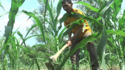 Pupuk Langka Petani Berhutang Ratusan Juta untuk Membayar Benih dan Pupuk