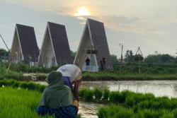 Menikmati Keindahan Sawah Calina Bato di Sumenep, Wisatawan Bakal Dibuat Kagum Kondisi Alam Asli!