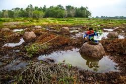 Taman Rawa Pertama Indonesia dengan 55 Pohon Langka