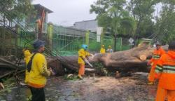 Pohon Tumbang Tutup Akses Jl. Cakrabuana Cirebon dan Sebabkan Pemadaman Listrik