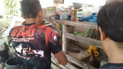 Geger! Seekor Ular Sanca Masuk ke Kandang Ayam Belakang Rumah Pejabat Pemkab Way Kanan