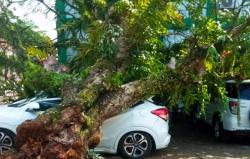 Tiga Mobil Rusak Tertimpa Pohon Tumbang di Kawasan Puskesmas Luragung, Kuningan