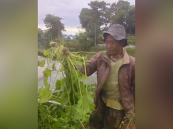 Momen Libur Sekolah Bikin Harga Sayuran Anjlok? Ini Kata Petani di Cianjur