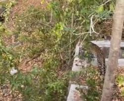 Viral !! Kemunculan Macan Tutul di Kawasan Taman Nasional Baluran Situbondo