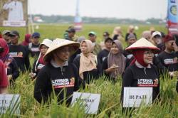 Rekor MURI! 762 Petani Panen Padi Massal Gunakan Ani-Ani