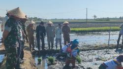 Pemkab Probolinggo Lakukan Inovasi di Bidang Pertanian dengan Gerakan Tanam Padi Biofortifikasi