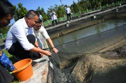 Panen 2 Juta Ekor, Bey Apresiasi Capaian Produksi Ikan DKP Jabar