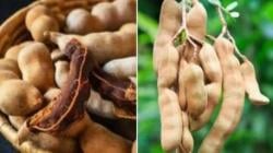 Buah Asam bisa Obati Obesitas, Simak Petunjuknya