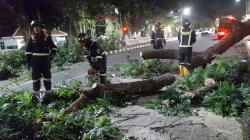 Pohon Angsana Tumbang di Kantor Pemda Kuningan, Sempat Tutup Jalan Protokol