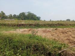 150 Hektar Lahan Sawah di Kertasari Terancam Kekeringan