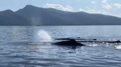 Video Viral Sekelompok Ikan Paus Muncul di Perairan Laut Maumere