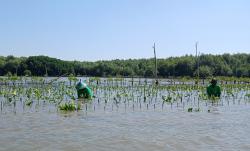 Lestarikan Lingkungan, Nestlé MILO Tanam 15.000 Mangrove di Pantai Mangunharjo Semarang