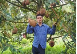 Viral Buah Durian Tanpa Duri Ada di Thailand Kok Bisa, Begini Penampakannya