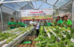 Dukung Program Suistainable Development Goals, Bank DKI Resmikan Kebun Hidroponik