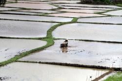 Lahan Tanam Padi di Temanggung Diperluas 1.000 Hektare untuk Penuhi Kebutuhan Beras