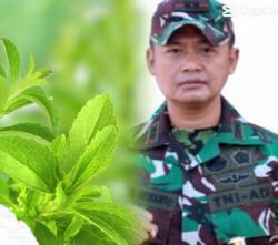 Dandim 1418/Mamuju Letkol Andik Siswanto Budidayakan Tanaman Stevia, Pemanis Alami Pengganti Gula