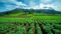 Orderan Jasa Tukang Bangunan Sepi, Pria Asal Maubeli Beralih ke Budidaya Sayur Organik