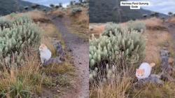 Viral Kucing Lucu Penghuni Gunung Gede Bermain di Hamparan Edelweiss