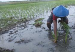 Padi Biosalin Siap Pindah Tanam, Jadi Upaya Tingkatkan Ketahanan Pangan Kota Semarang