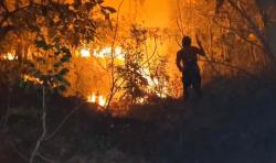 Enam Hektare Hutan di Ponorogo Terbakar dalam 2 Bulan, BPBD Ungkap Penyebabnya