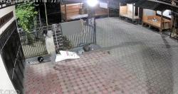 Viral, Terekam CCTV Pencurian Pupuk Oleh Seorang Pria