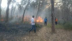 Lahan Perkebunan PTPN IX Kedawung Sragen Terbakar