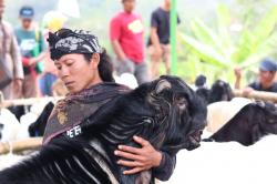 Begini Serunya Festival Kambing 2024 di Kecamatan Lumbir, 400 Ekor Ikut Kontes