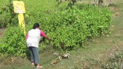 Warga Grobogan Digegerkan Temuan Sesosok Mayat Bayi Penuh Luka, Dibuang di Pinggir Rel Kereta Api