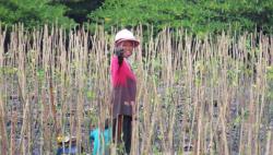 Pertamina Foundation Lakukan Reforestasi dan Konservasi agar Umur Bumi Lebih Panjang